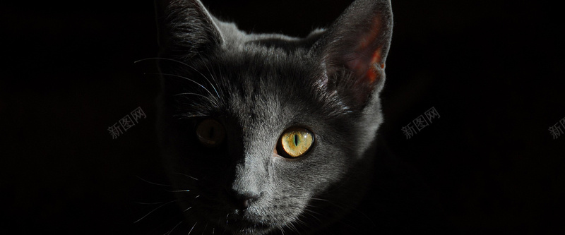 动物背景jpg_新图网 https://ixintu.com 动物 可爱 摄影 治愈 海报banner 猫咪 眼睛 金眼黑猫 风景 黑猫 黑色