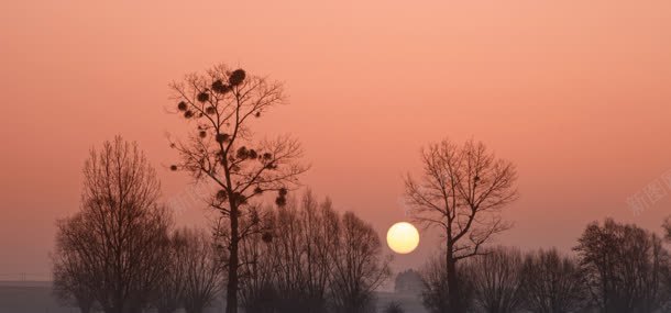 夕阳树林背景背景