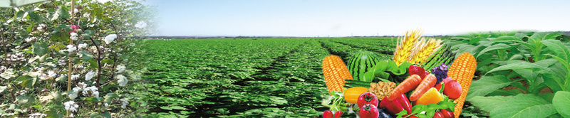 农业产品图psd设计背景_新图网 https://ixintu.com 棉花 水果 海报banner 绿色 茶园 蔬菜