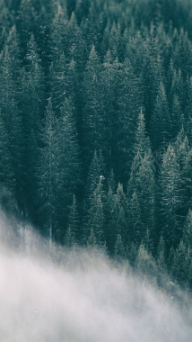 充满雾气的森林H5背景摄影图片