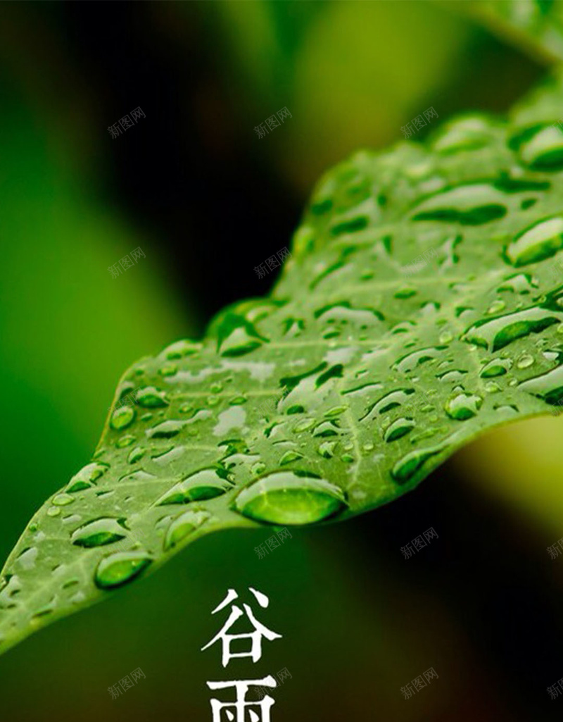 谷雨H5背景jpg设计背景_新图网 https://ixintu.com H5素材 中国风 树叶 水珠 绿色树叶 谷雨