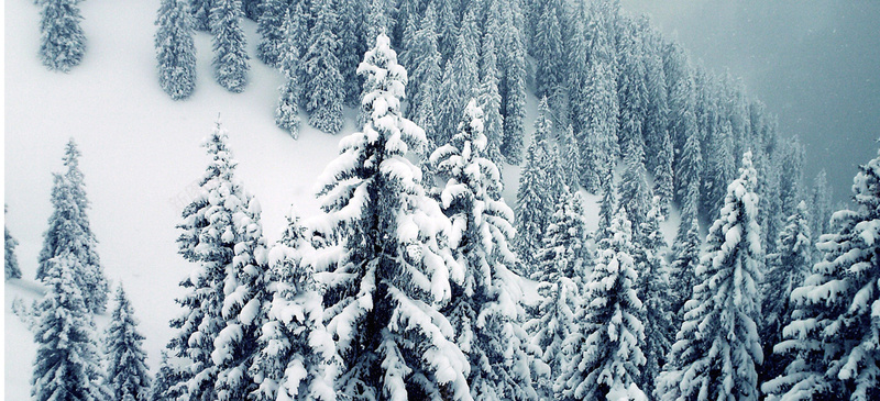 雪景背景psd_新图网 https://ixintu.com 摄影 服装背景 松树 海报banner 雪景 风景