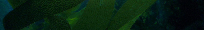 海藻精油肥皂海报背景psd设计背景_新图网 https://ixintu.com 护肤 海报 海藻 深海 精油 肥皂 背景