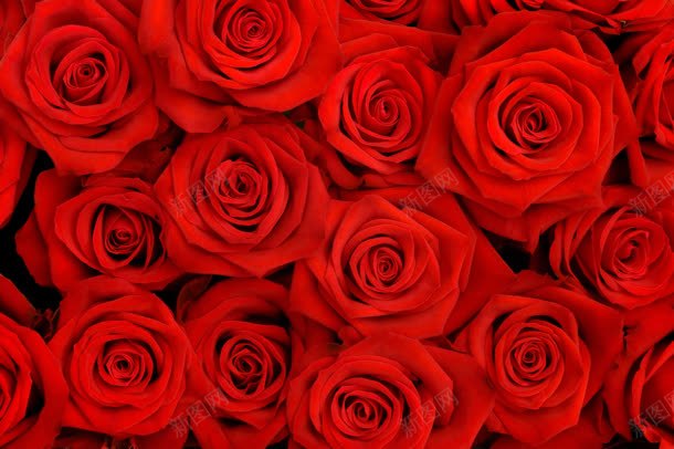 红色玫瑰花朵jpg设计背景_新图网 https://ixintu.com 玫瑰 红色 花朵