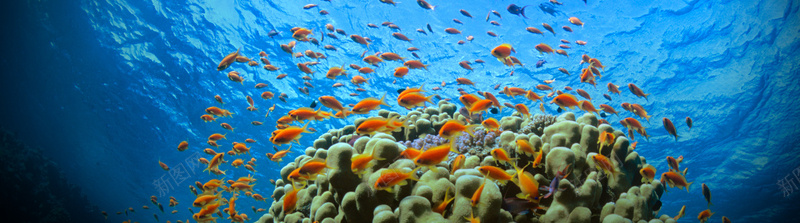 海底世界炫彩拍摄壁纸背景
