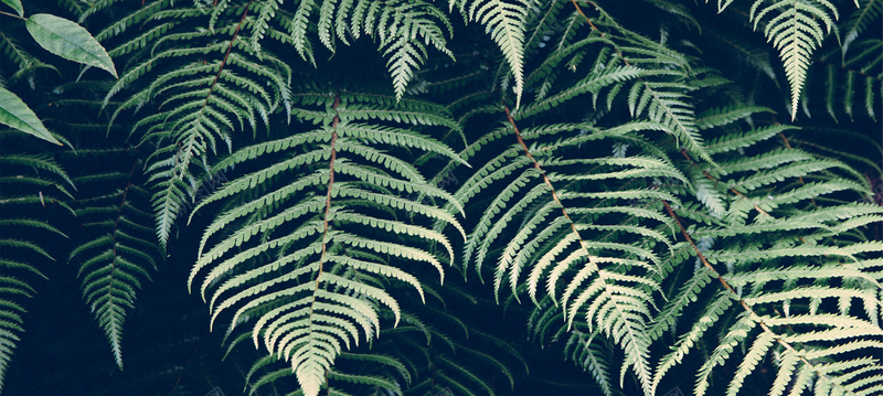 绿色植物背景摄影图片