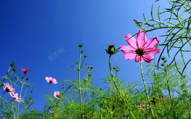 绿色草地上的粉色野花jpg设计背景_新图网 https://ixintu.com 粉色 绿色 草地 野花