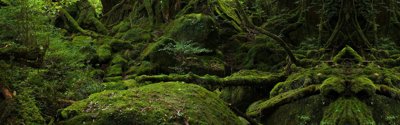 绿色森林背景jpg_新图网 https://ixintu.com 摄影 森林 海报banner 绿色 风景