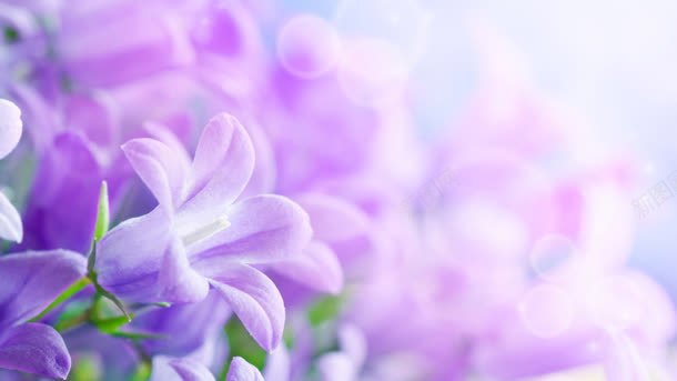 紫色盛开花朵壁纸jpg设计背景_新图网 https://ixintu.com 壁纸 盛开 紫色 花朵