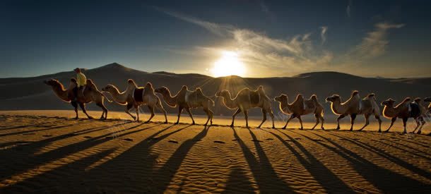 骆驼群体海报背景背景