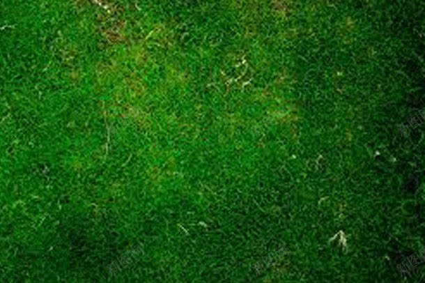 被踏过的草地背景jpg设计背景_新图网 https://ixintu.com 图片素材 底纹背景 植物 绿油油 背景 背景花边 草地 被踏过的草地背景图片 被踏过的草地背景图片素材下载 青草地