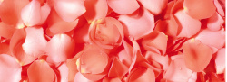 淘宝女神节玫瑰花瓣高清图片