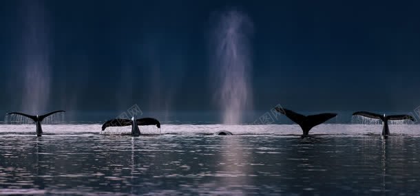 大海上的海豚jpg设计背景_新图网 https://ixintu.com 动物 大海 海豚