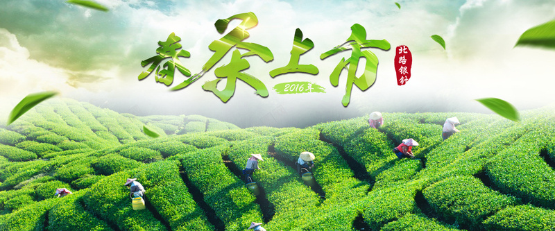 绿色茶山背景摄影图片