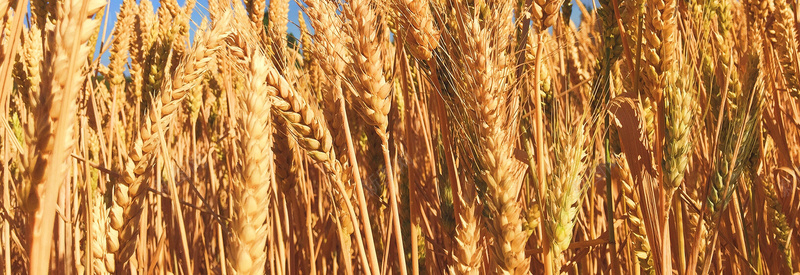 金黄色小麦背景背景