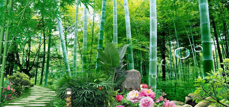 绿色竹林风景图摄影图片