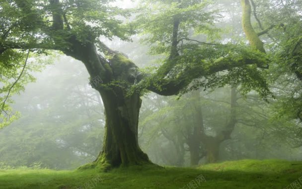 缠绕绿色参天大树背景