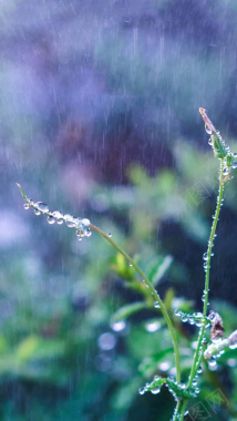 雨露节气背景摄影图片