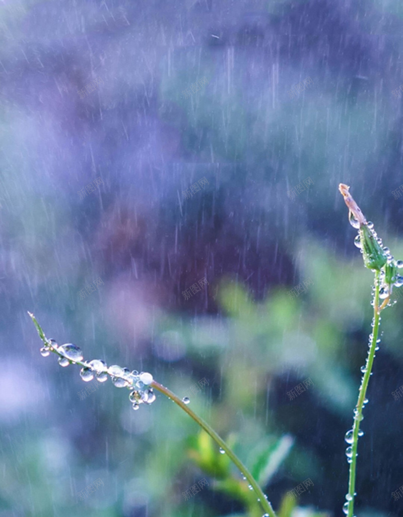 雨露节气背景jpg_新图网 https://ixintu.com 摄影 背景 节气 花 草 雨水 雨露 露珠 风景