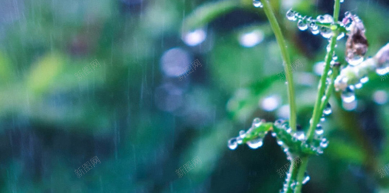 雨露节气背景jpg_新图网 https://ixintu.com 摄影 背景 节气 花 草 雨水 雨露 露珠 风景