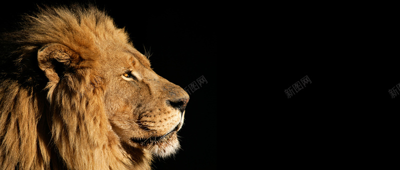 狮子背景摄影图片
