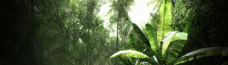 原始森林香蕉树风景banner壁纸psd_新图网 https://ixintu.com 摄影 植物 海报banner 素材 色彩 风景