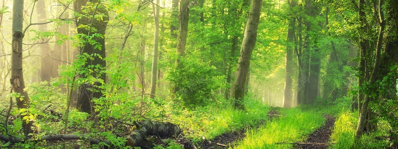 梦幻树林背景摄影图片