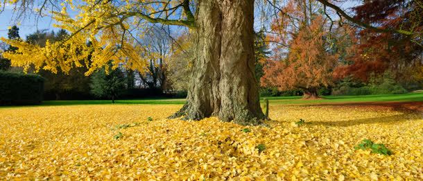 大树下垂黄色枝叶背景