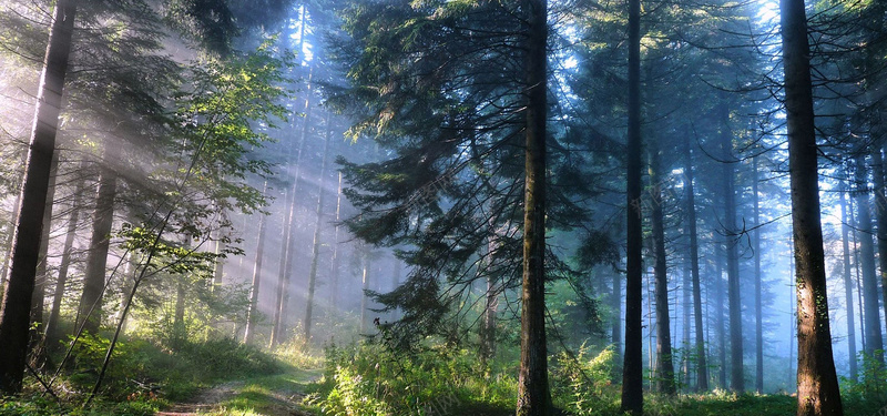 树林背景jpg_新图网 https://ixintu.com 摄影 新鲜 树林 氧气 海报banner 环保 阳光 风景