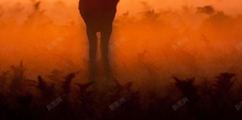 麋鹿夕阳H5背景jpg_新图网 https://ixintu.com H5 h5 夕阳 小鹿 摄影 树荫 草地 风景 黄色