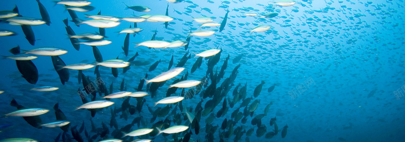 海底世界鱼类背景摄影图片