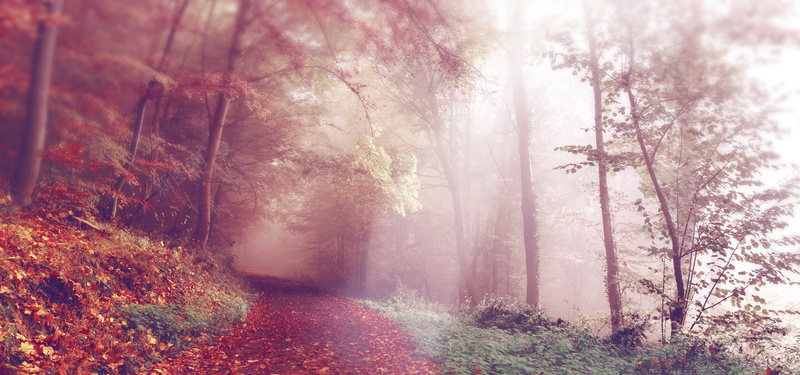 秋季红色枫树朦胧背景摄影图片