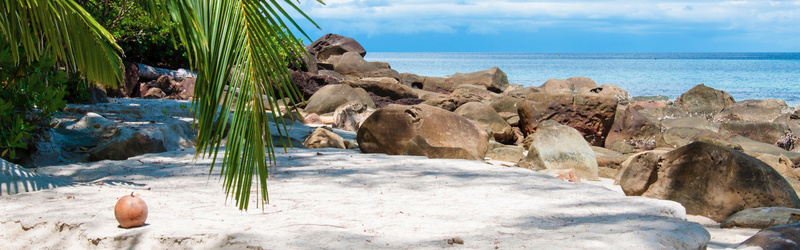 海边沙滩岩石树木掉落的椰子jpg设计背景_新图网 https://ixintu.com 岩石 掉落的椰子 树木 沙滩 海报banner 海边
