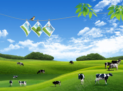 牛群绿色草原背景高清图片