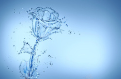 水玫瑰漂亮的蓝色背景水玫瑰高清图片