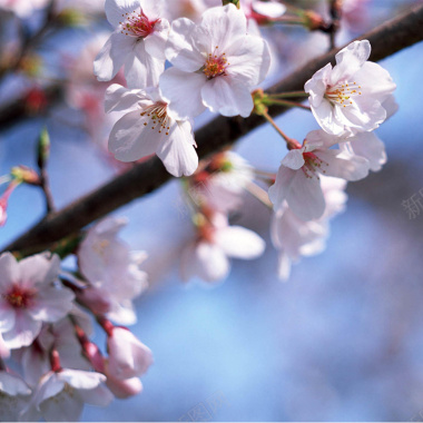 樱花矢量美丽的樱花摄影图片