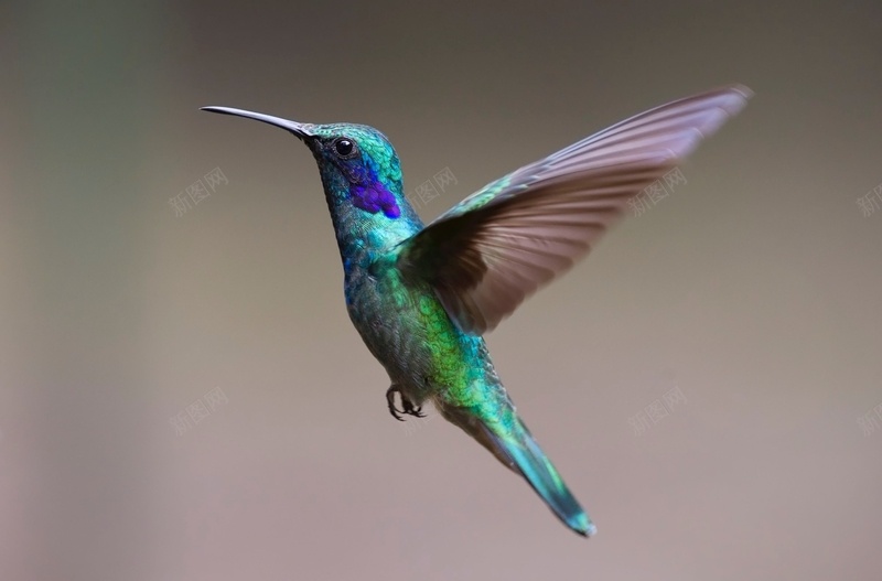 一只彩色的蜂鸟jpg设计背景_新图网 https://ixintu.com 动物 绿色 蓝色 蜂鸟 采蜜