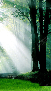 森林晨光H5背景摄影图片