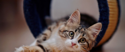 眼神海报猫咪背景高清图片