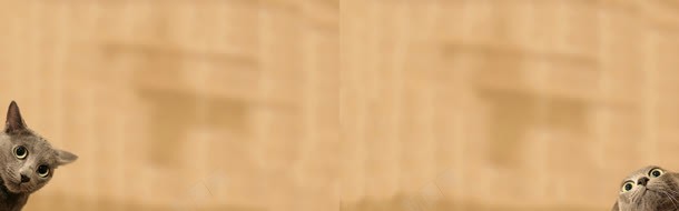 唯美温馨小猫咪jpg_新图网 https://ixintu.com 上新男装 化妆品 天猫背景 女装 家电器械 摄影图片 活动背景 海报图 海报素材 淘宝背景 男装