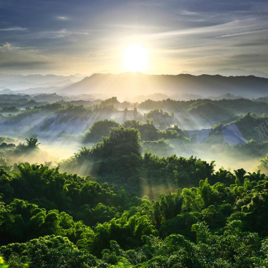 阳光森林背景摄影图片