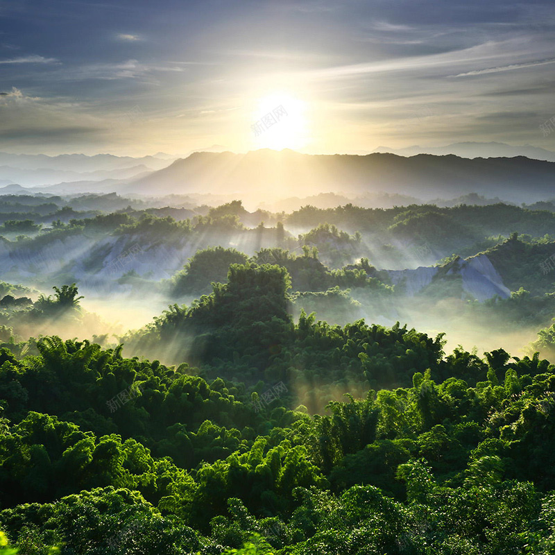 阳光森林背景jpg_新图网 https://ixintu.com 主图 摄影 文艺 森林 清新 阳光 风景