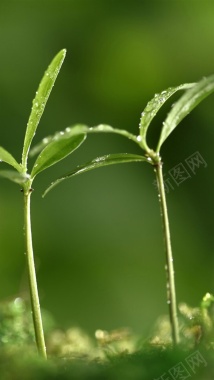 植物绿色小草h5背景摄影图片