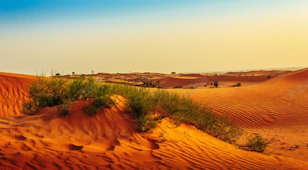 蓝天阳光沙漠里的小草背景