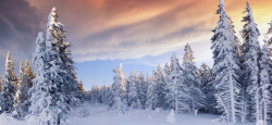 松柏雪景松柏雪景高清图片