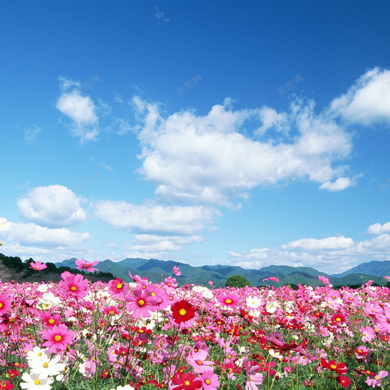 漫花遍野jpg_新图网 https://ixintu.com 主图 摄影 油画 蓝天 蔓华 风景 鲜花