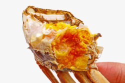 红色蟹柳实物红色美味的食物清蒸大闸蟹内部实高清图片