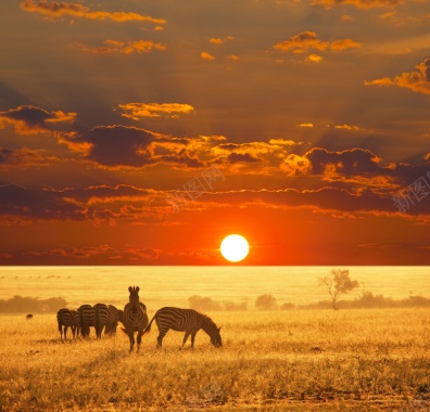 非洲草原摄影图片