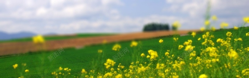 绿草地黄花朵背景banner摄影图片
