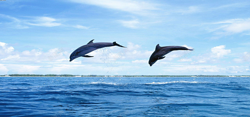 海豚蓝色海洋夏日banner摄影图片